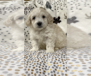 Poochon Puppy for sale in PRINCETON, KY, USA