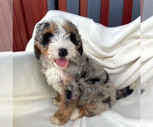 Bernedoodle-Poodle (Miniature) Mix Puppy for sale in FORT PLAIN, NY, USA
