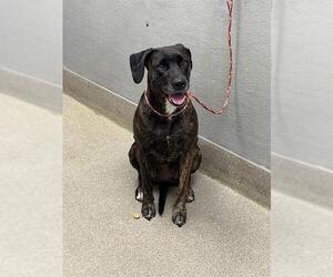 Labrador Retriever-Unknown Mix Dogs for adoption in Las Vegas, NV, USA