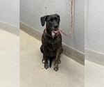 Small Labrador Retriever Mix