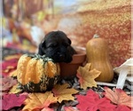 Small Photo #20 German Shepherd Dog Puppy For Sale in LAKE ELSINORE, CA, USA