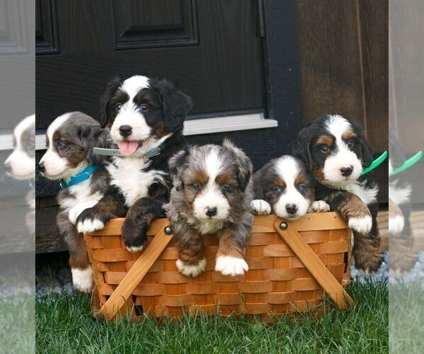 Medium Photo #2 Bernedoodle (Miniature) Puppy For Sale in HONEY BROOK, PA, USA