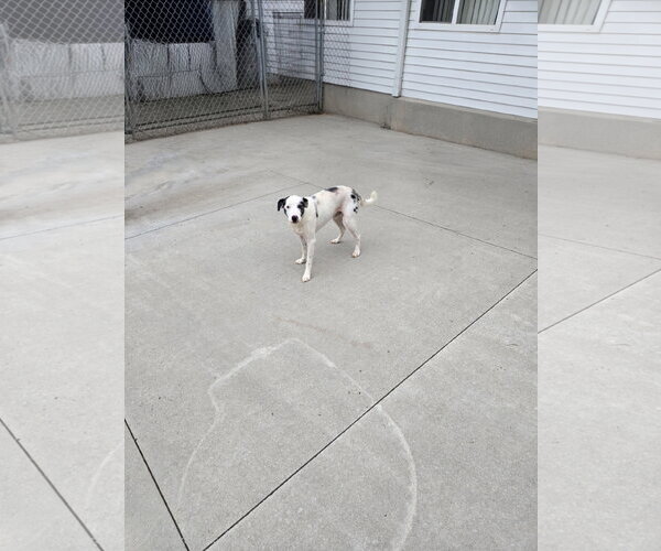 Medium Photo #1 Mutt Puppy For Sale in Maquoketa, IA, USA