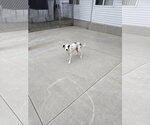 McGraw - Male Mutt Dog for Adoption - Small photo