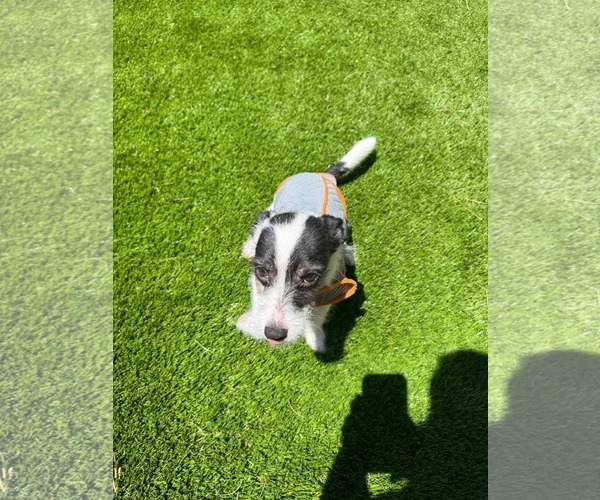 Medium Photo #2 Mutt Puppy For Sale in Escondido, CA, USA