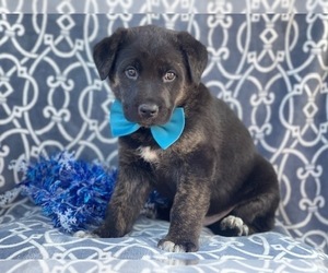German Shepherd Dog-Unknown Mix Puppy for sale in LAKELAND, FL, USA