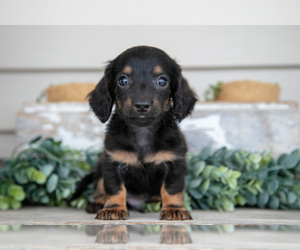 Medium Dachshund