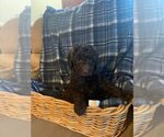 Small Photo #1 Bernedoodle Puppy For Sale in MURRAYVILLE, GA, USA