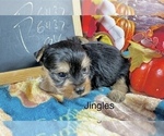 Small #5 Yorkshire Terrier