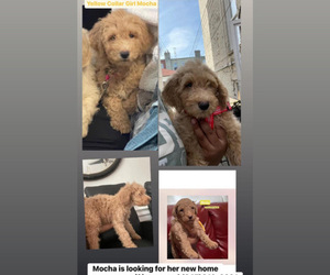 Goldendoodle Puppy for sale in NEW YORK, NY, USA