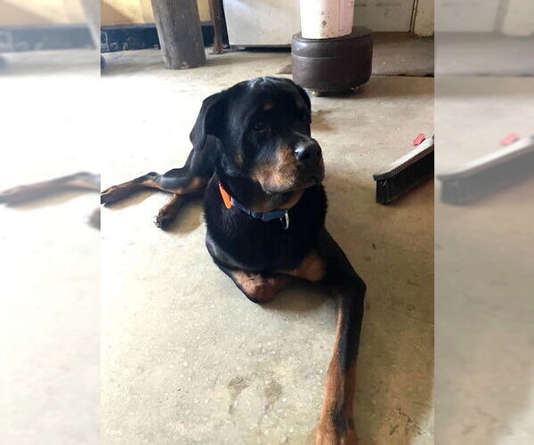 Medium Photo #3 Rottweiler Puppy For Sale in Wheaton, IL, USA