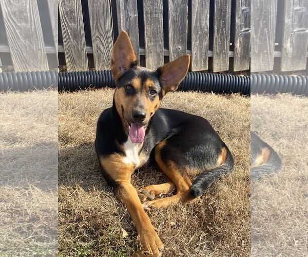 Medium Photo #7 Mutt Puppy For Sale in Hillsboro, MO, USA