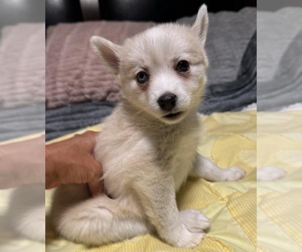 Medium Photo #150 Pomsky Puppy For Sale in LOVELAND, CO, USA