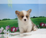 Small Photo #5 Pembroke Welsh Corgi Puppy For Sale in SAN DIEGO, CA, USA