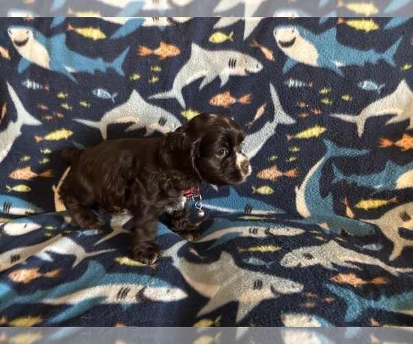 Medium Photo #55 Cocker Spaniel Puppy For Sale in COLBERT, GA, USA