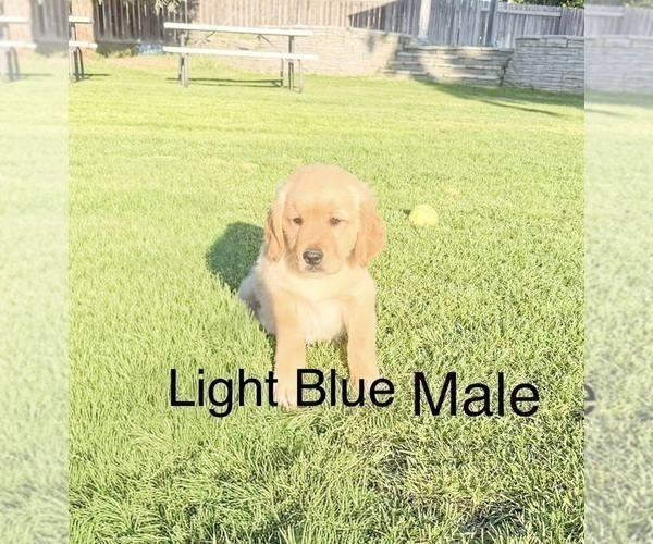 Medium Photo #8 Golden Retriever Puppy For Sale in DENAIR, CA, USA