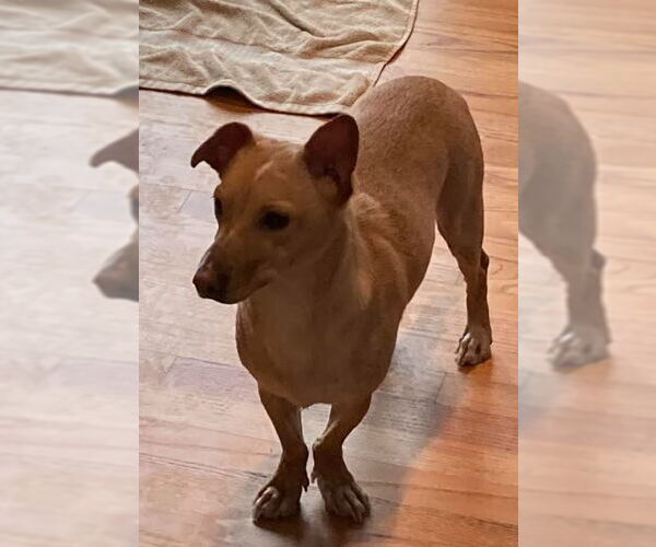 Medium Photo #12 Chiweenie Puppy For Sale in Cranston, RI, USA