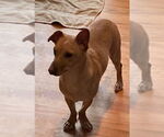 Small #11 Chiweenie