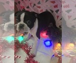 Small Photo #20 Boston Terrier Puppy For Sale in BRYANT, AL, USA