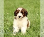Small Bernedoodle (Miniature)