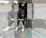 Small Border Collie Mix