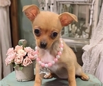 Puppy Lulu Chihuahua