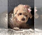 Small #18 Poodle (Toy)