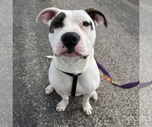 American Pit Bull Terrier-Unknown Mix Dogs for adoption in Fargo, ND, USA