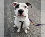 Small American Pit Bull Terrier Mix