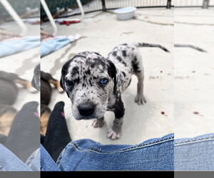 Catahoula Leopard Dog-Unknown Mix Dogs for adoption in Tracy City, TN, USA
