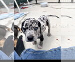 Small Catahoula Leopard Dog Mix