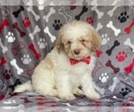 Small Photo #15 Poodle (Miniature) Puppy For Sale in LAKELAND, FL, USA