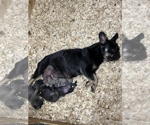 Mother of the French Bulldog puppies born on 04/27/2022
