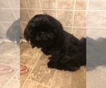 Small Photo #1 Shih Tzu Puppy For Sale in BECKLEY, WV, USA