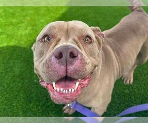 Mutt Dogs for adoption in Martinez, CA, USA
