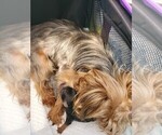 Small Photo #2 Yorkshire Terrier Puppy For Sale in CHESAPEAKE, VA, USA