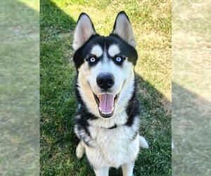 Siberian Husky Dogs for adoption in Sacramento, CA, USA