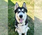 Small Siberian Husky