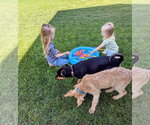 Small #26 Doberman Pinscher-German Shepherd Dog Mix