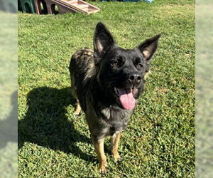 German Shepherd Dog-Unknown Mix Dogs for adoption in Modesto, CA, USA