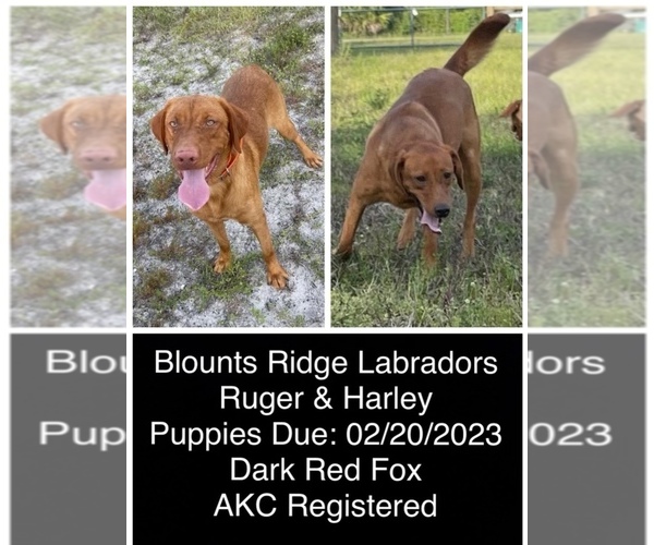 Medium Photo #1 Labrador Retriever Puppy For Sale in MIMS, FL, USA