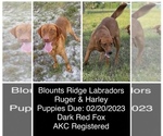 Small Photo #1 Labrador Retriever Puppy For Sale in MIMS, FL, USA