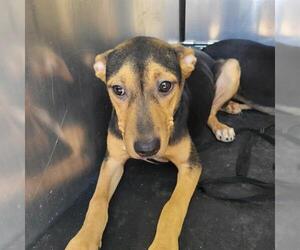 American Staffordshire Terrier-Unknown Mix Dogs for adoption in San Antonio, TX, USA