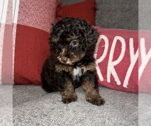 Aussiedoodle Miniature  Puppy for sale in COLUMBUS, IN, USA