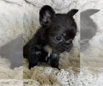 Small #6 French Bulldog