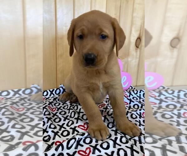 Medium Photo #4 Labrador Retriever Puppy For Sale in DALLAS, WI, USA