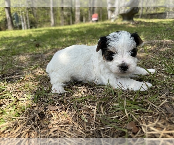 Medium Photo #3 Yorkshire Terrier Puppy For Sale in BROOKHAVEN, MS, USA
