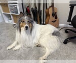 Small #2 Collie