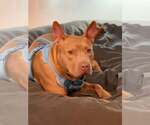 Small #1 American Pit Bull Terrier Mix
