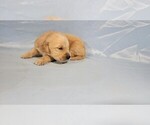 Small Photo #9 Golden Retriever Puppy For Sale in FALCON, CO, USA